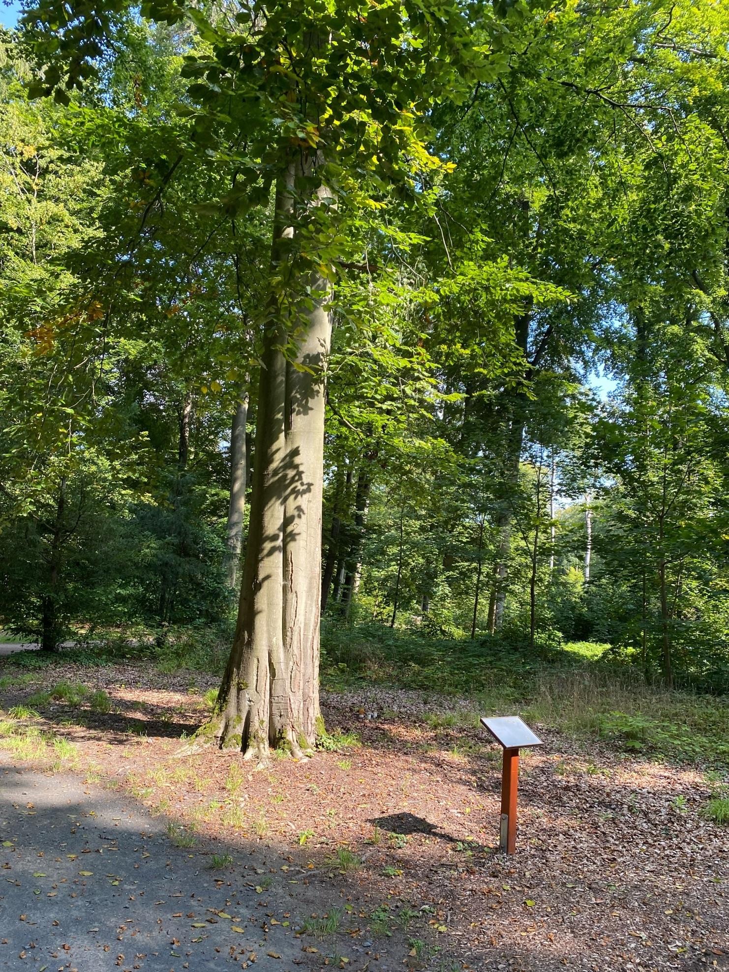Bestattungsbaum mit Namenstafel im Trauerwald Oberrad Bestattungsbaum in Frankfurt am Main